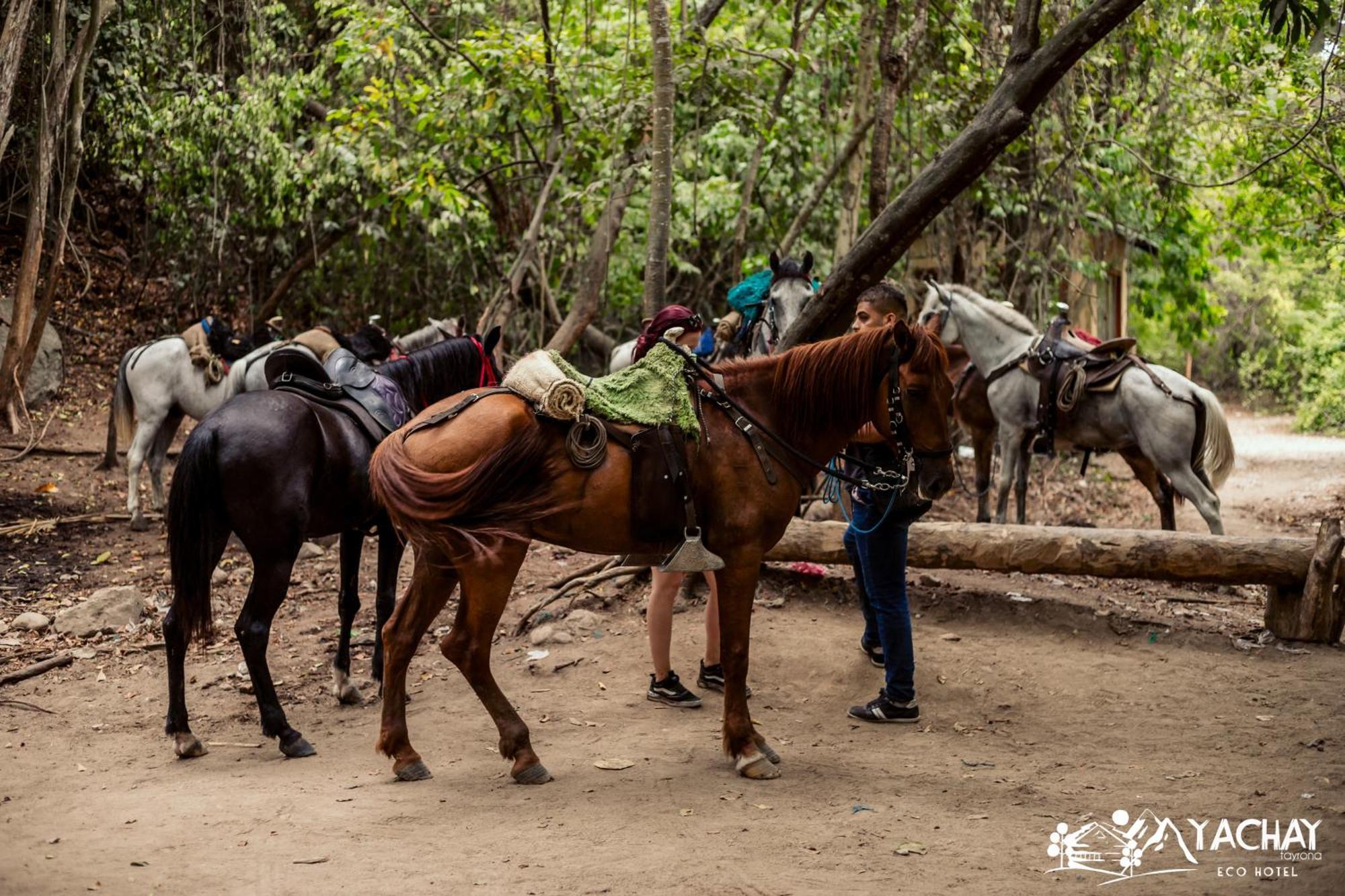 Ecohotel Yachay Tayrona Dentro Del Parque Tayrona Ел Заино Екстериор снимка